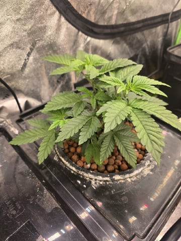 Dr. Sleep — vegetative, day 69