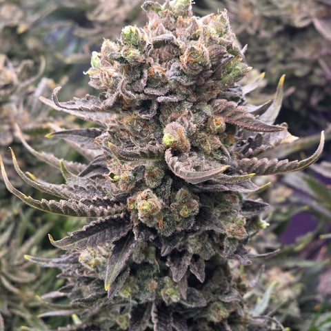 Hazy Daze — flower, day 120