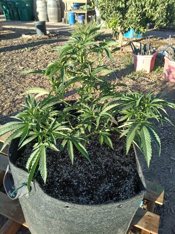 first 4 — vegetative, day 13