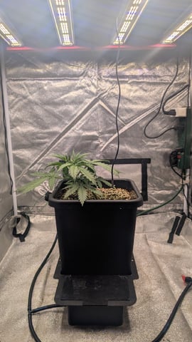 Lemon Cherry Gelato Auto — flower, day 39