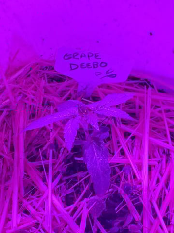 Auto Flower Run Fully Organic — vegetative, day 12