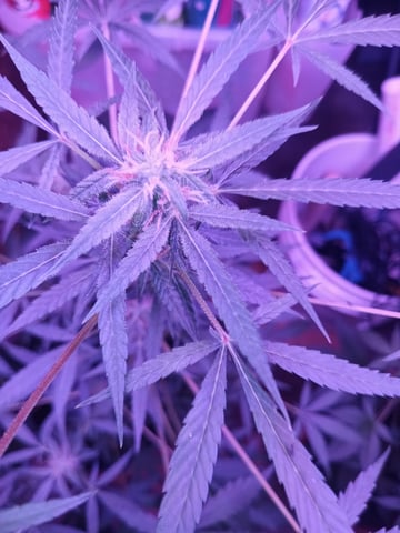 aurora auto — flower, day 68