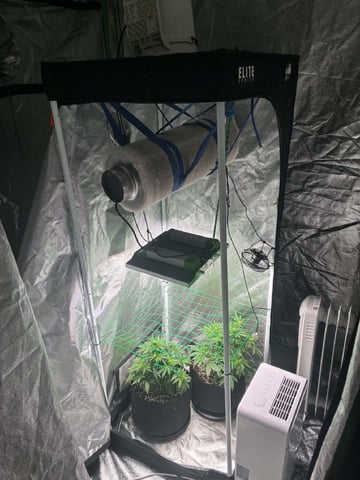 Banana Purple Punch Auto — flower, day 33