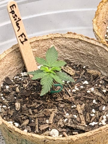 4’x8’ Grow1 — seedling_rooting, day 1