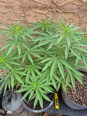 Pineapple pomegranate  — vegetative, day 58