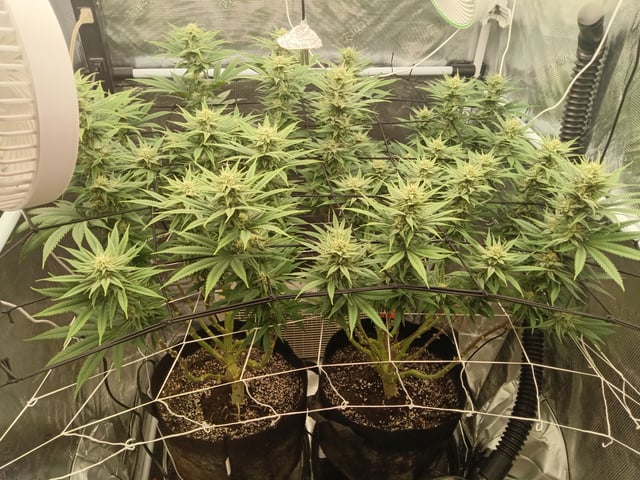 Starfighter/Ohio Guptilla Hybrid — flower, day 12