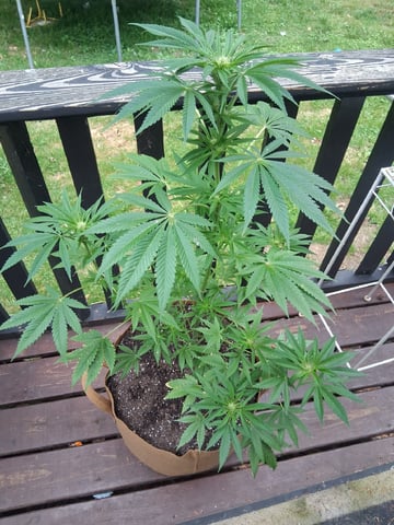 First Indoor Grow  — flower, day 71