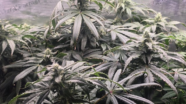 Purple Haze — flower, day 61