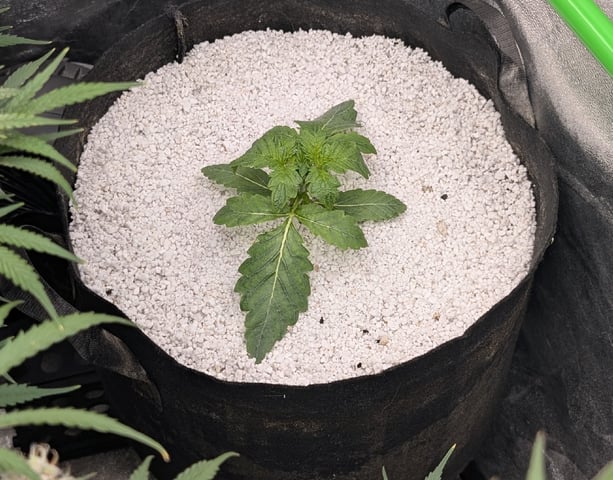 Perpetual Autoflower Mixed Grow #3 — flower, day 69