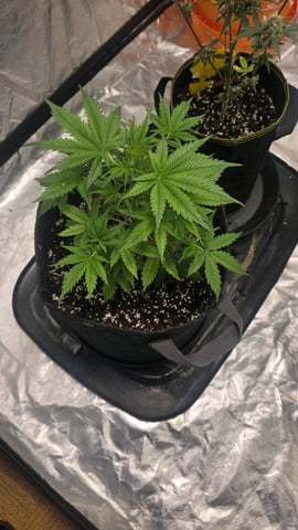 Grow #2 Thank You to All that helped guide me, offered advice, gave insight, or complimented progress. Now to apply some of what I learned the first go-round.  — vegetative, day 29