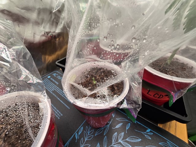 Grow 5.o — vegetative, day 15