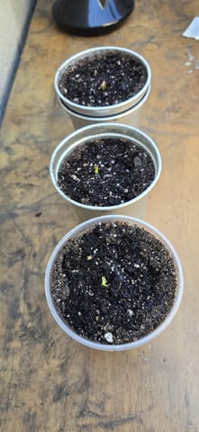 CzechsMex 2.0 — seedling_rooting, day 3