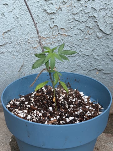 Plant from John — seedling_rooting, day 24