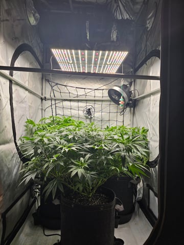 ethos genetics  — vegetative, day 51