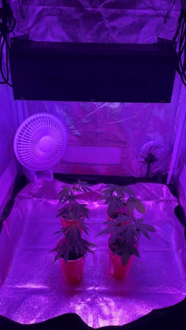 On to the next journey.  — vegetative, day 35