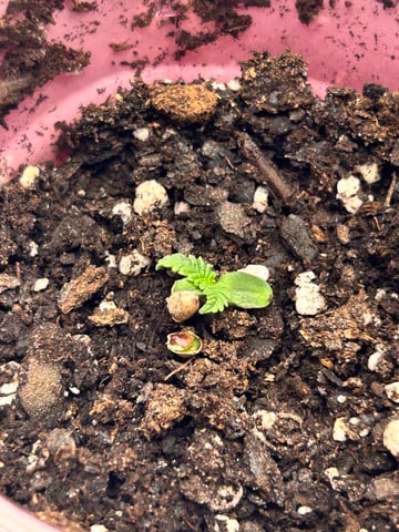 First Ever Grow GT — seedling_rooting, day 12