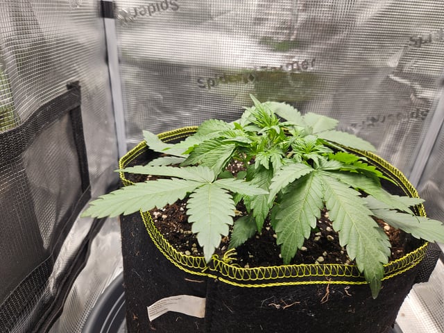 Mimosa Bruce Banner XL — vegetative, day 21