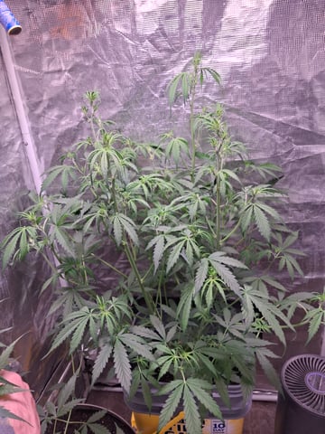 critical Mass  — flower, day 54