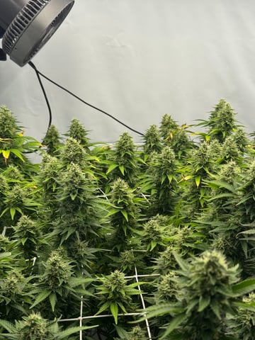 Permanent Marker, Gary Payton — flower, day 46