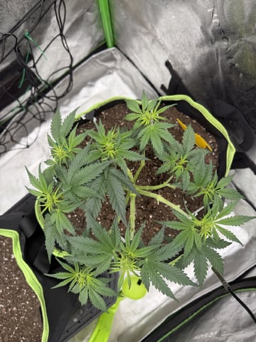 Midsummer Outdoor — vegetative, day 32