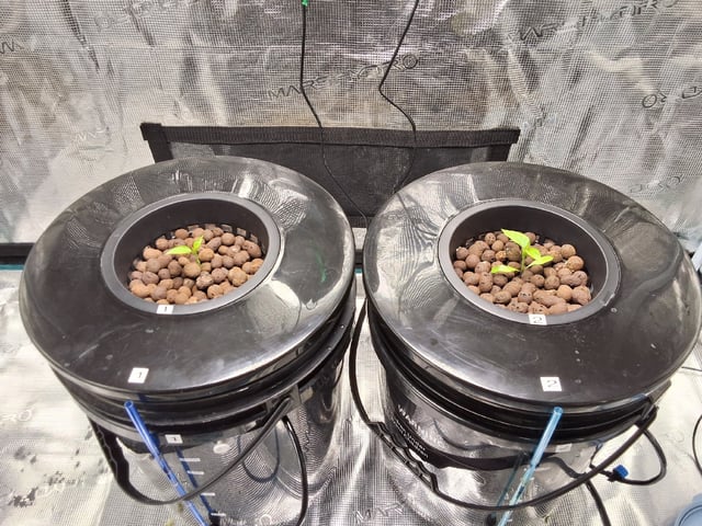 JALAPEÑO 🌶 — seedling_rooting, day 28