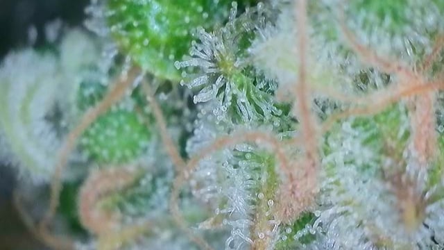 Autos AGAIN — flower, day 93