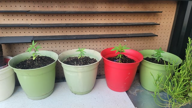 Poison Rainbows — seedling_rooting, day 43