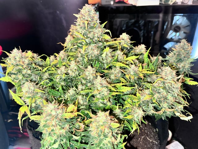 Fastbuds Autoflowers