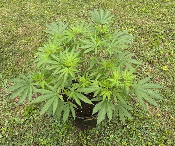 2026 Outdoor — vegetative, day 57