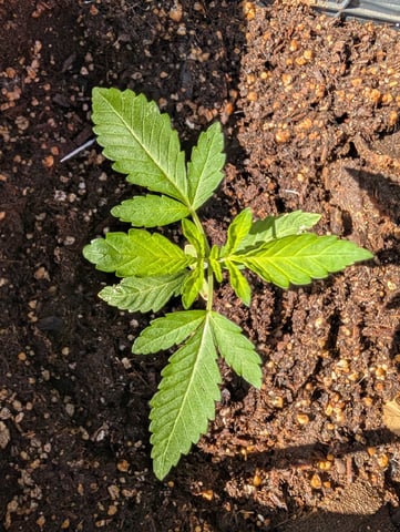 Galicane Fem — vegetative, day 22