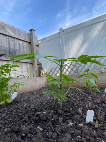 queen of soul X cap junky  — vegetative, day 45