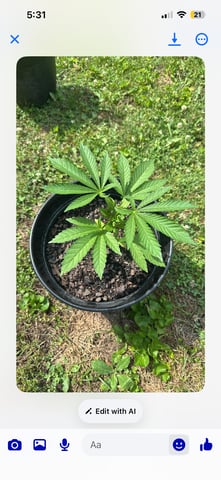2026 Outdoor — vegetative, day 49