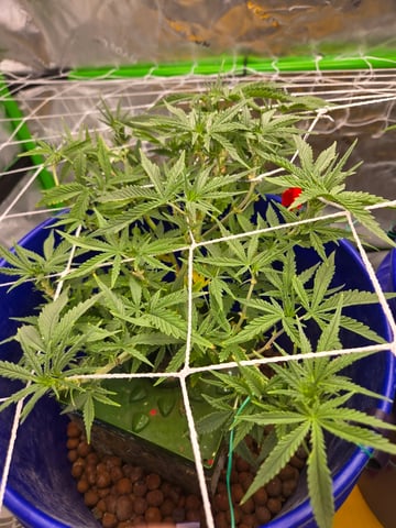 Fastbuds Autoflower Run — flower, day 51