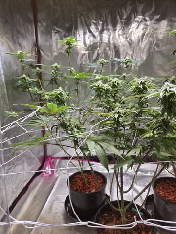 First Indoor Grow