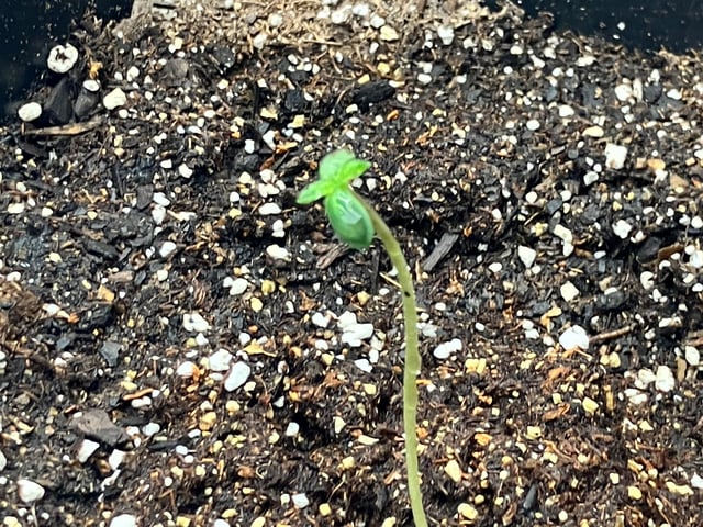 My First Grow — germination, day 6