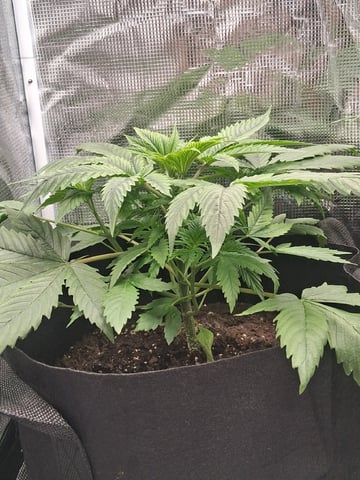 First Indoor Grow  — vegetative, day 30