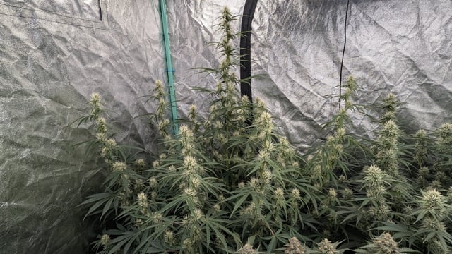 Perpetual Autoflower Mixed Grow #3 — flower, day 54