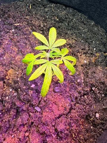 mixing it up — none, day 2