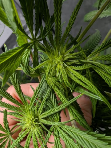 Black African Magic feminization  — flower, day 29