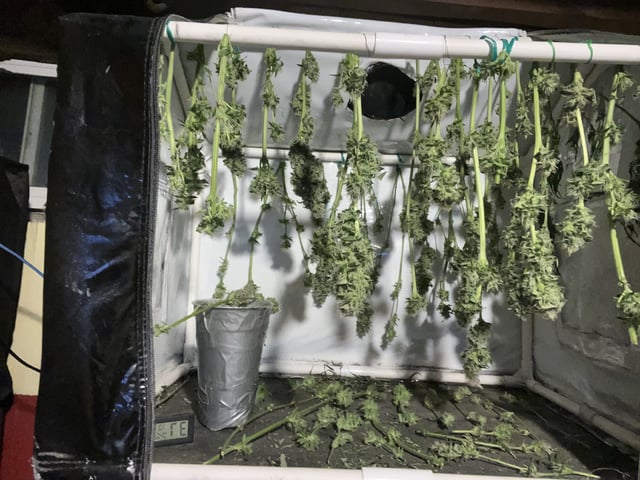 Ak-47 (Fast Verison) and pine Auto  — harvest, day 86