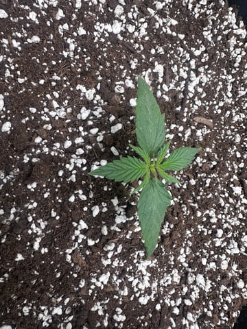 Pine (Auto) 2025 - 0 — seedling_rooting, day 16