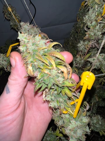 Indoor Grow  — flower, day 117