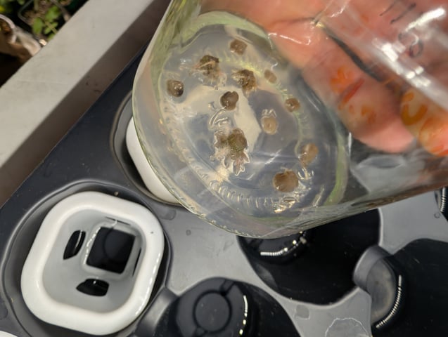 Plant in a test tube — seedling_rooting, day 32