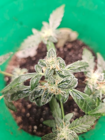 1st plant. Strain: Green Gelato AutoFlower — flower, day 74