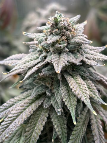 BloodMoon Gelato — flower, day 112