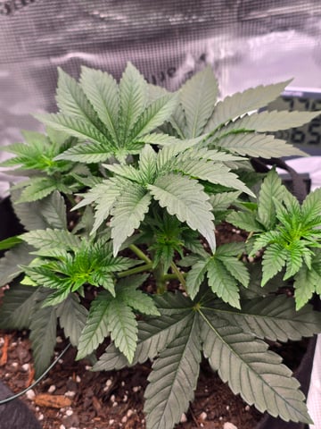 Northern lights #10 (Alaska) — vegetative, day 22