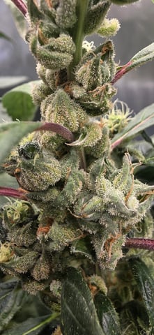 Girl Scout Cookies  — flower, day 164