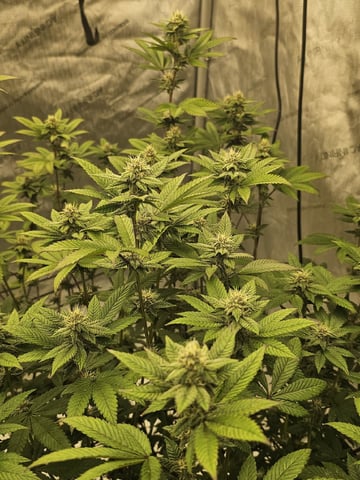 perfect circle/ cherrymac1 X candyland cross  — flower, day 12