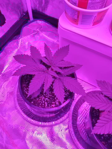 my first time growing in a grow tent  — vegetative, day 20