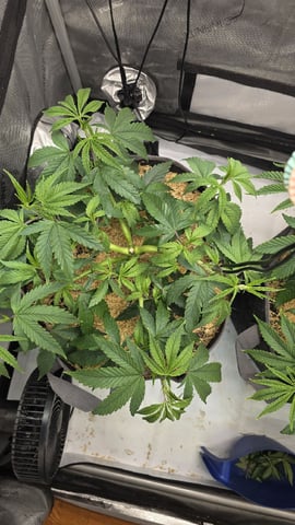Strawberry Sugar  — vegetative, day 46